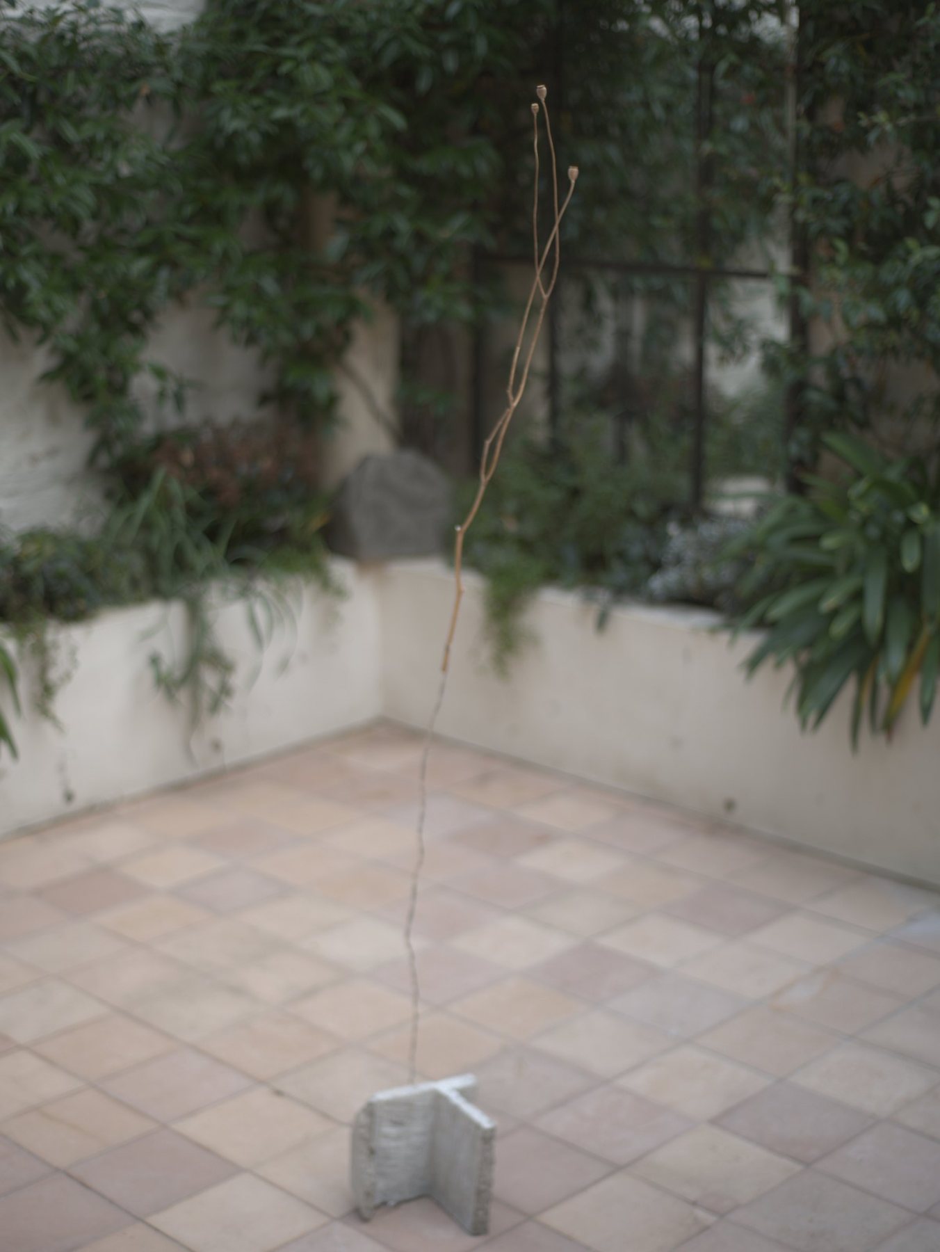The walled garden by day: a single wired poppy stalk rising from a block fragment on the paving.