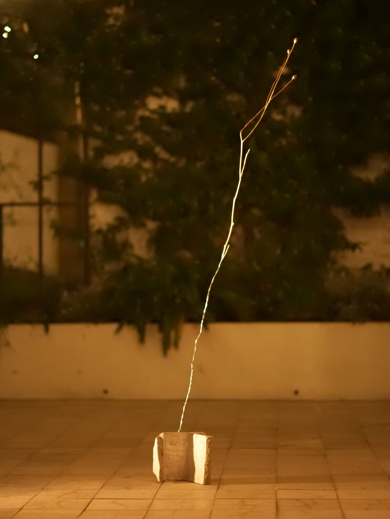 The walled garden at night: the poppy stalk lit against dark planting.