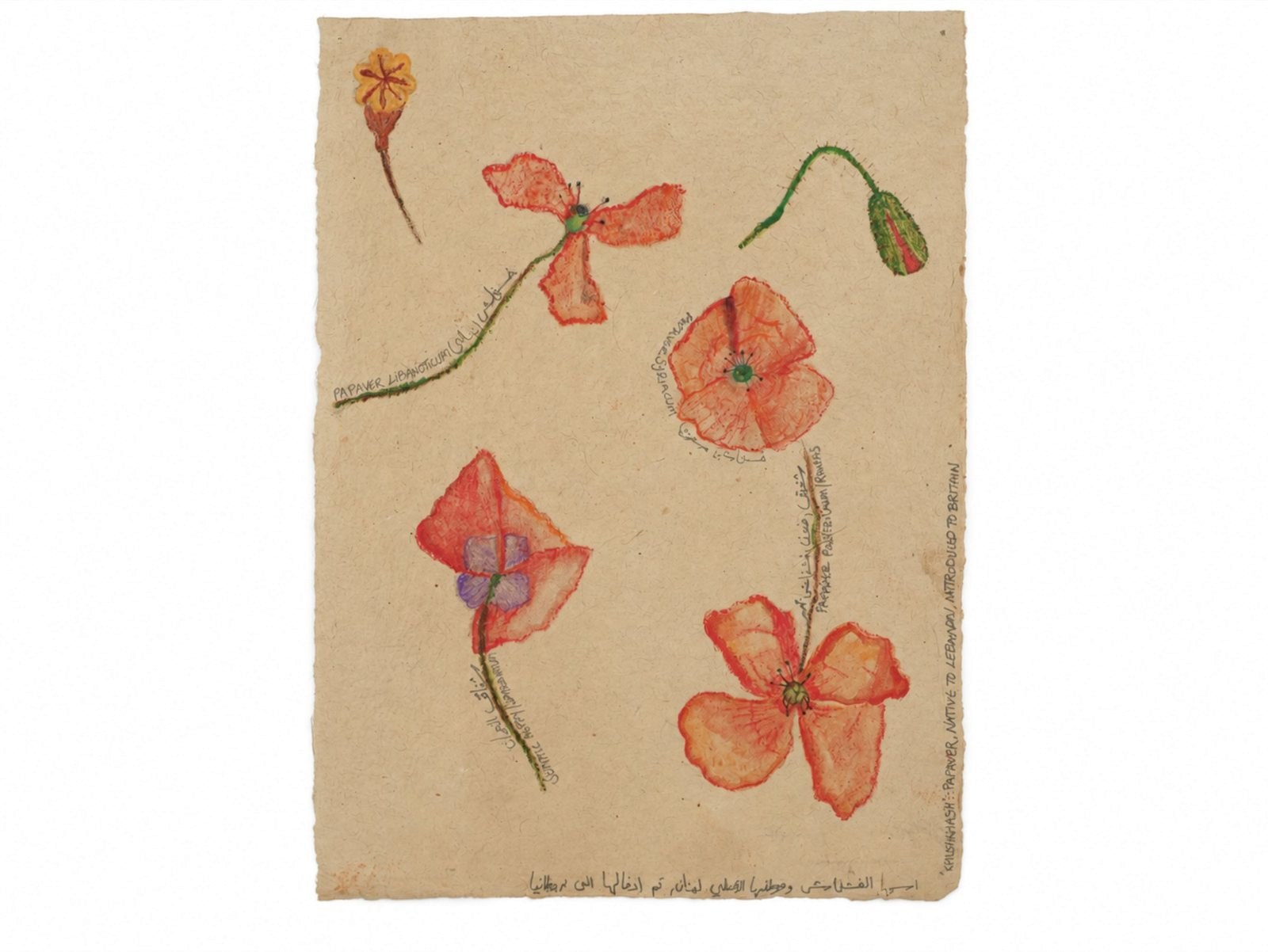 Watercolour pencil drawing of red poppies at different stages, with handwritten text, on plant fibre paper.